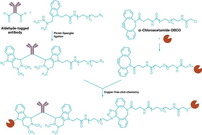Scheme showing an aldehyde-tagged antibody reacting to a β-arylenylamine using Pictet-Spengler ligation. Separately, an enzyme is added to α-chloroacetamide-DBCO. The products of the ligation and of the enzyme addition undergo copper-free click chemistry, yielding an antibody-enzyme conjugate.