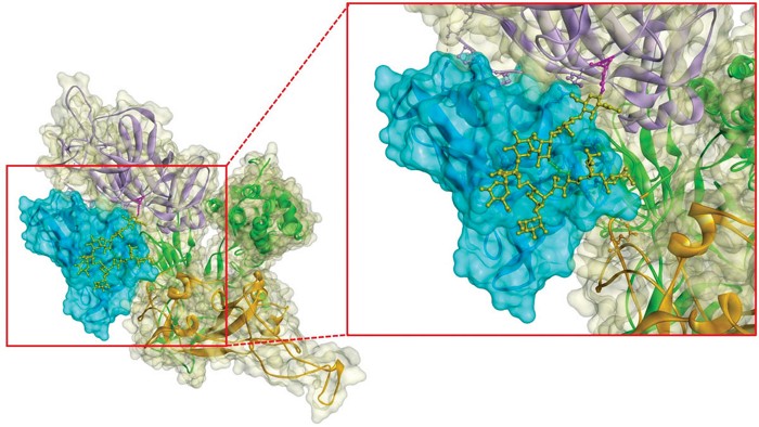 A leptin called cyanovirin-N binds to a string of sugars emerging from the SARS-CoV-2 virus’s spike protein.