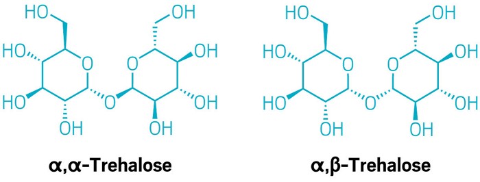 Two structures of different trehalose diastereomers. They look very similar and differ only in the stereochemistry around their glycosidic bond.
