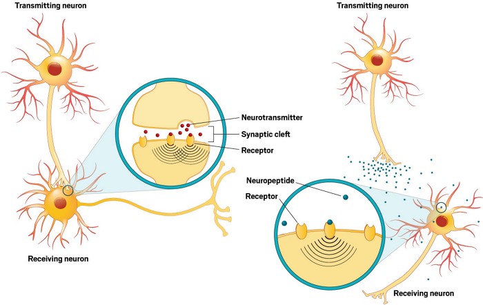 Neurons pass small chemicals across short distances at synapses. Neuropeptides carry signals among neurons that are farther apart.