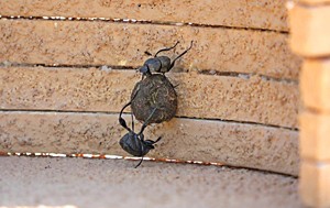 Two dung beetles helping each other roll a dung ball over an obstacle.