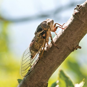 Cicada standing on a tree branch.
