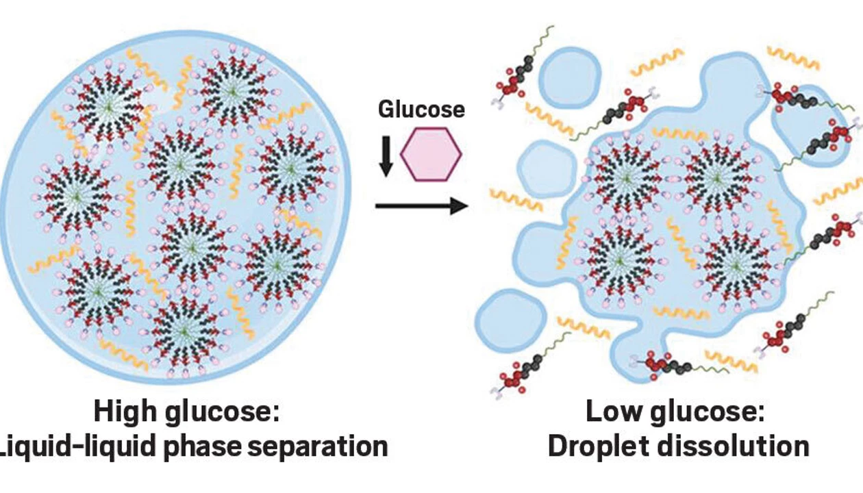 Injectable system responds when blood sugar drops low