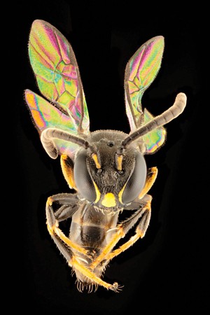 Close-up of a cute little (3–5 mm) bee found in Fiji.