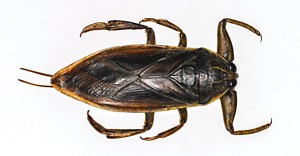 Close-up of the giant water bug Lethocerus patruelis.