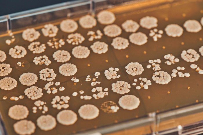 An orange tray growing a grid of white microbial cultures.
