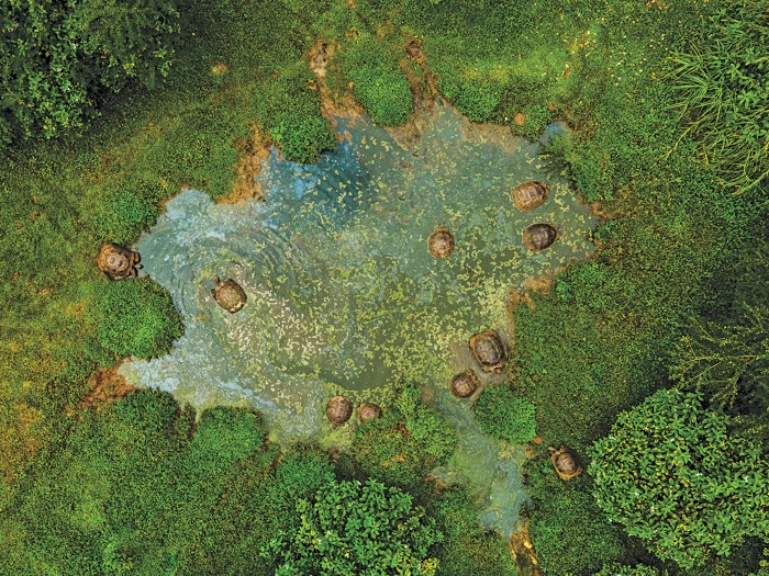 An aerial view of several giant tortoises in a small pond in the Galapagos Islands. The shore around the bond is bright green with muddy vegetation.
