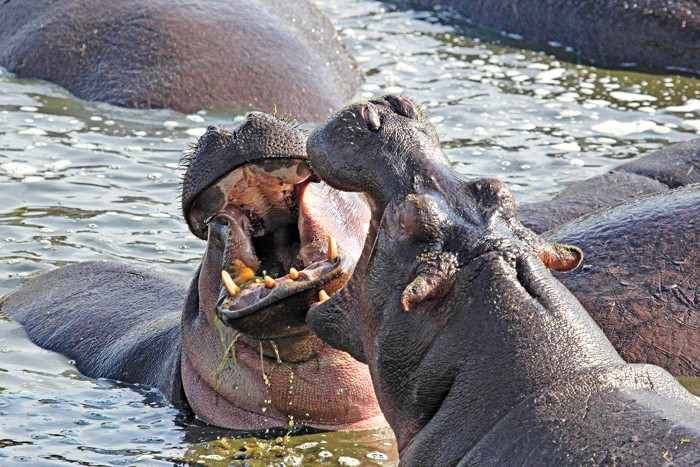 Two hippos in the Mara River clash, splashing in the water and showing their large tusks.