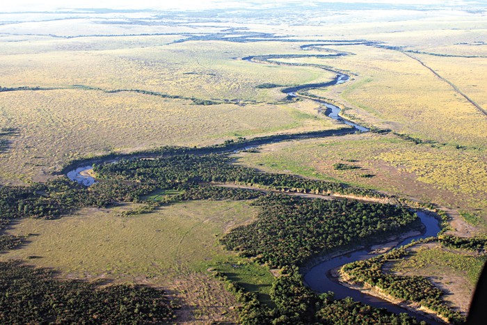 The Mara River winds through the scrubby savannah of East Africa. Small growths of trees appear intermittently along its banks.