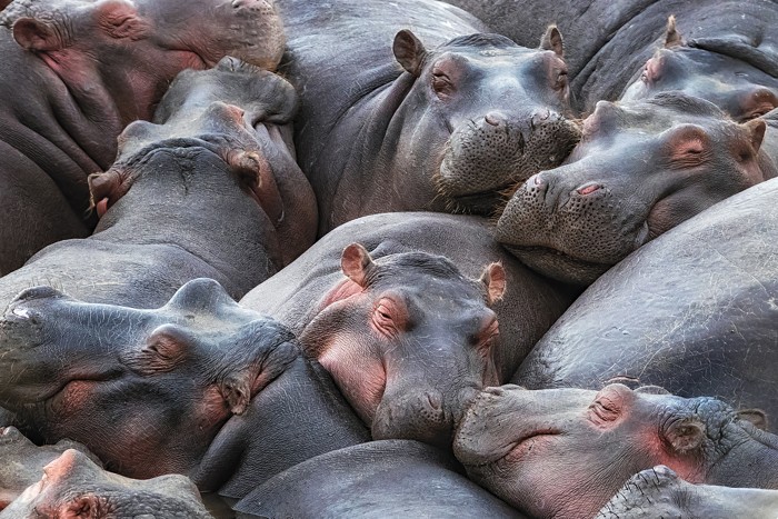 Group of hippos chilling out together.