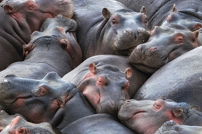 Zoogeochemists measure how animals change the chemistry of their environments 