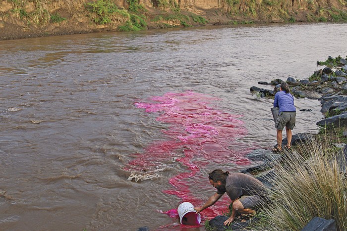 Amanda Subalusky and Chris Dutton pour pink liquid into a brownish river.