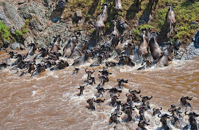 A few dozen wildebeests try to simultaneously climb out of the muddy waters of the Mara River while even more of the animals wade over from the middle of the river.