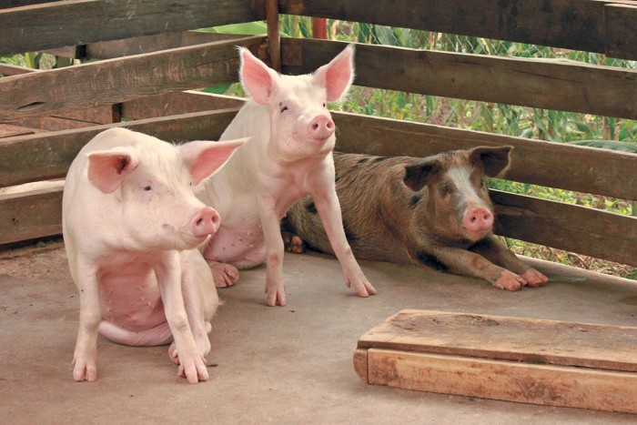 CRISPR peut-il aider à stopper la peste porcine africaine ?