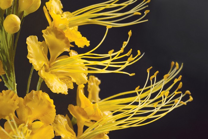 Glass model of Caesalpinia pulcherrima made by Leopold and Rudolf Blaschka in 1895.