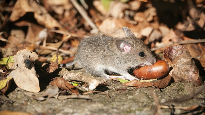 Mouse holding acorn.