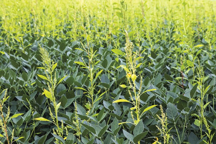 Pale green Palmer amaranth weeds grow profusely in a field of dark green soybeans.