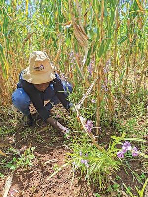 A person crouching near the ground counts weeds in a field of corn.