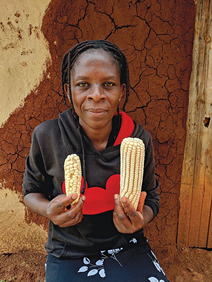 A farmer holds a small cob in one hand and a large, healthy corn cob in the other hand. 