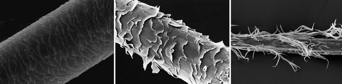 Scanning electron microscopy images showing healthy and damaged hair cuticles.