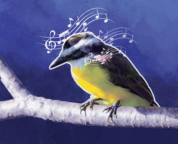 A bird with a yellow belly and black wings appears alseep on a branch. Bars of music float around its head.