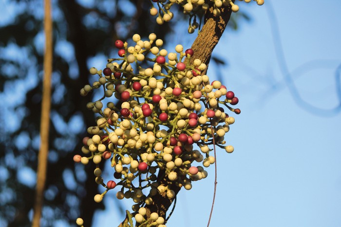 A photo of yellow and red berries.