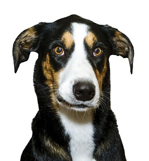 A dog, appearing to be smirking, poses for a portrait.