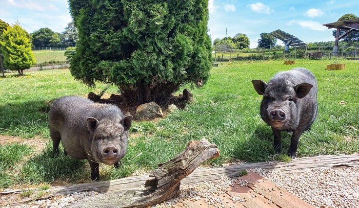 Two pigs stand in a field and look up at the photographer with what appear to be inquisitive expressions.