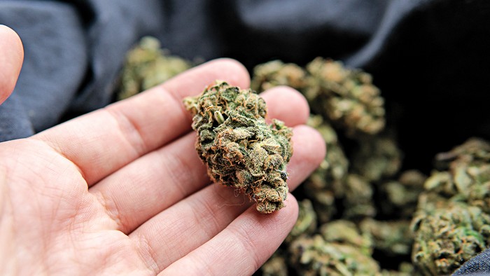 a hand holding cannabis flower contaminated with mold.