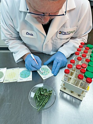 A scientist counts microbes grown on petrifilm.