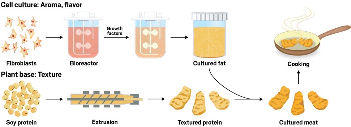 A schematic shows the combination of cultured fat and textured protein to make cultured meat. The cultured fat is created from fibroblasts grown in a bioreactor with growth factors. The textured protein is created from the extrusion of soy protein.