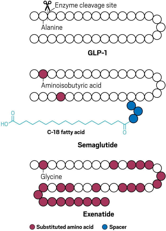 Schematics of a GLP-1 hormone, semaglutide, and exenatide represent each amino acid in the peptides as circles. The second amino acid position at GLP-1 shows where the hormone gets cut by an enzyme. In semaglutide and exenatide, amino acids that are not the same as GLP-1’s are shaded in magenta. The spacers in semaglutide are shaded in blue. Semaglutide has a fatty acid chain hanging off the spacers, and exenatide has a nine-amino acid chain appended to it as compared to GLP-1.