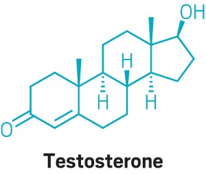 Chemical structure of testosterone.