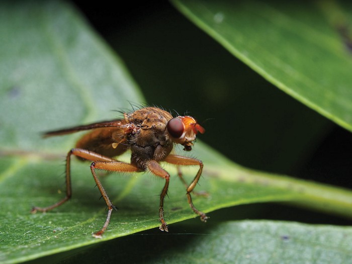 Impact of Agricultural Chemicals on Insect Behavior and Ecosystems