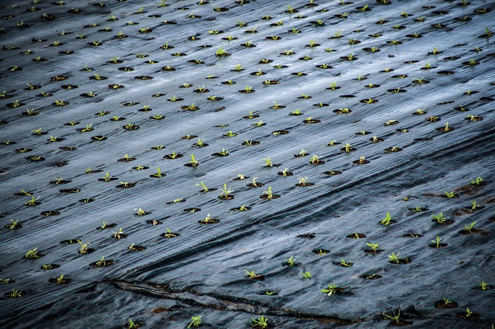Rows of crops and a black plastic sheet covering the soil. 
