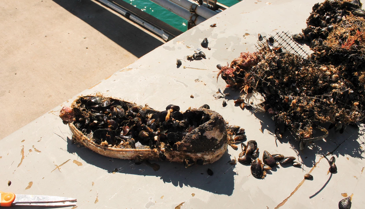 Yes, biodegradable microplastics are a real thing 