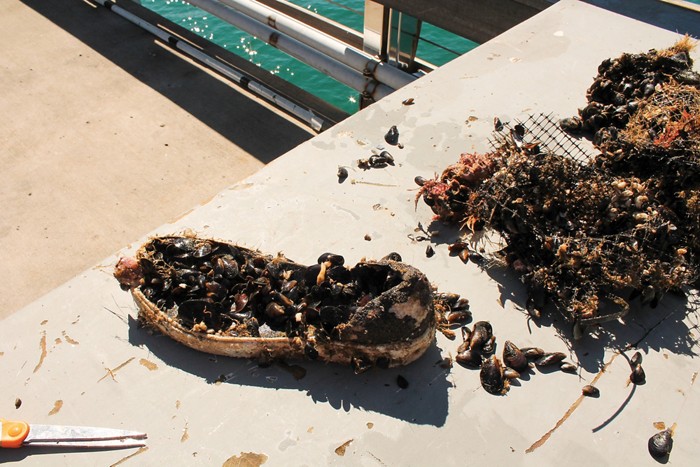 A partly decomposed shoe, covered in mussels, on a sunny pier.