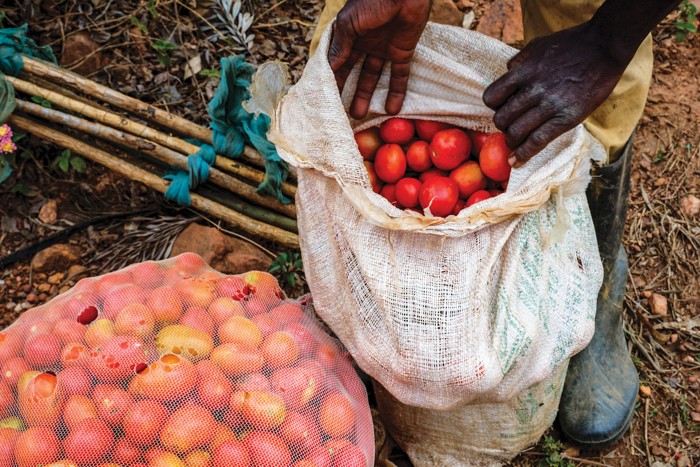 The dark hands of a farmer hold open a sack full of tomatoes, with another full sack beside it.