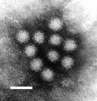 Serving the chemical, life science, and laboratory worlds