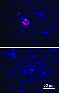 Serving the chemical, life science, and laboratory worlds