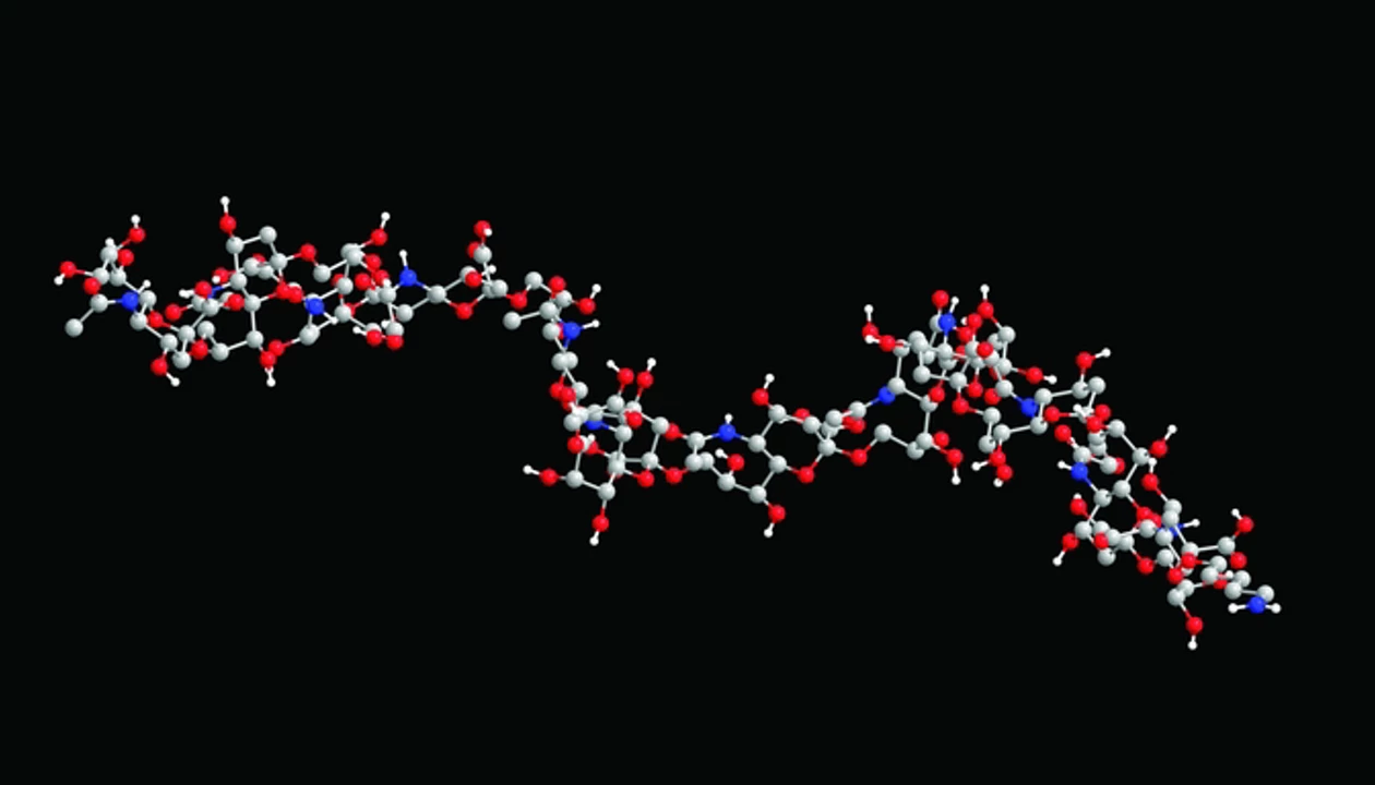 Longest Synthetic Oligosialic Acids