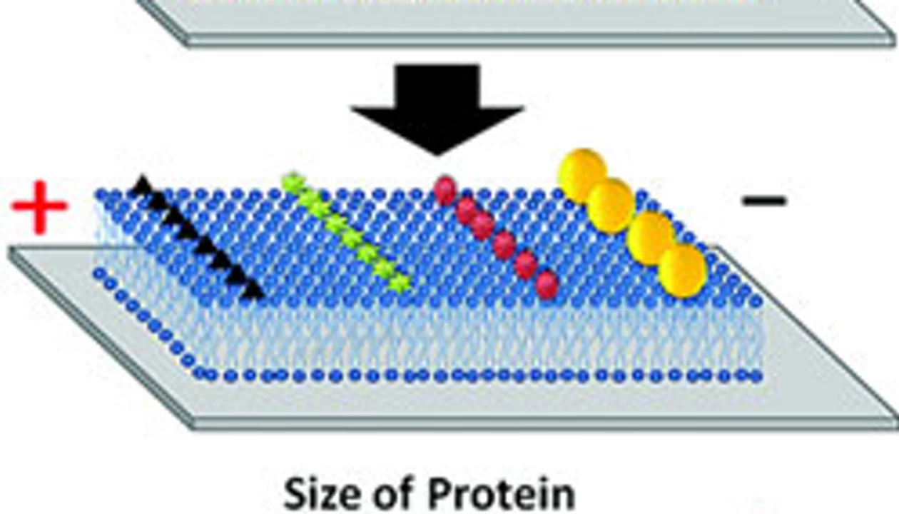 New Method Isolates Membrane Proteins