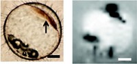 Serving the chemical, life science, and laboratory worlds