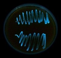 Serving the chemical, life science, and laboratory worlds