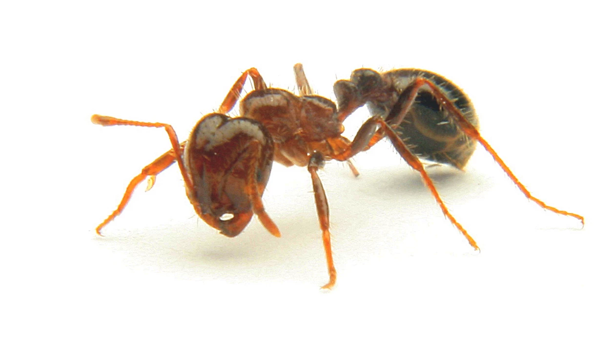 Proteins Revealed In Fire Ant Venom
