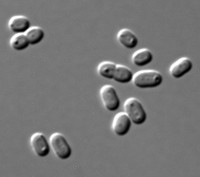 Serving the chemical, life science, and laboratory worlds