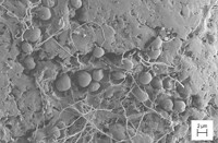 Serving the chemical, life science, and laboratory worlds