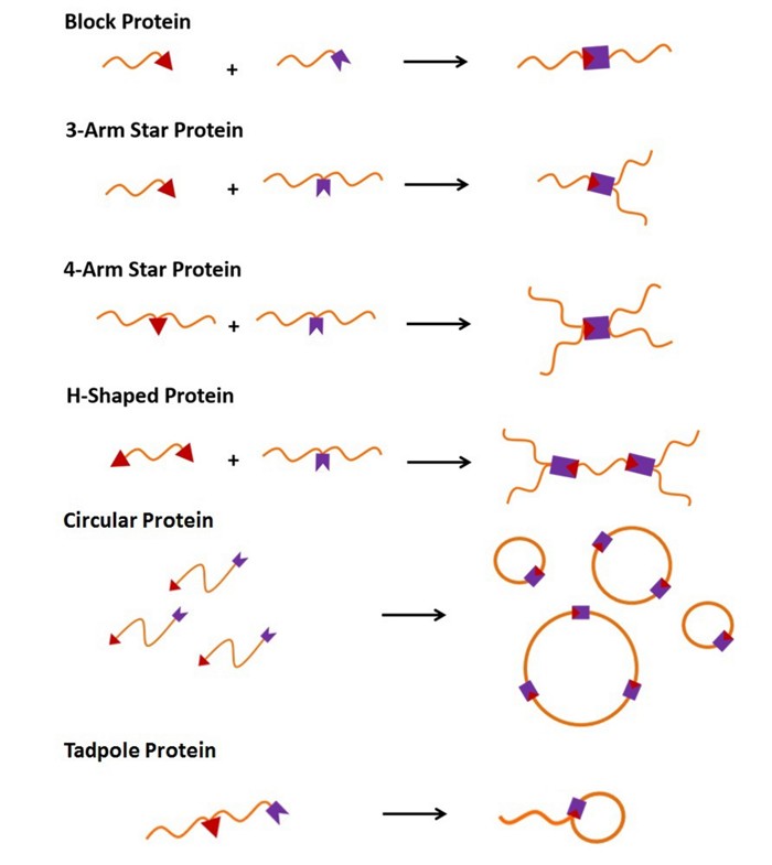 MadeOrderBranchedProteins
