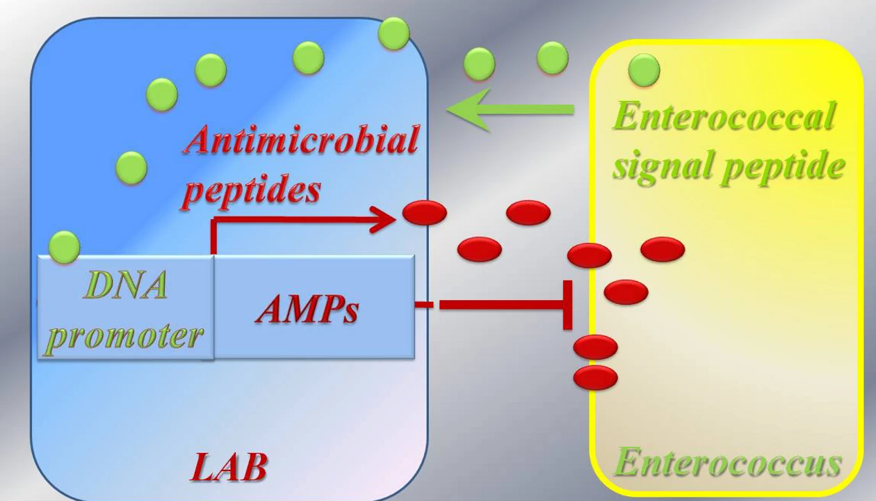 Engineered Bacteria Target Antibiotic-Resistant Pathogens