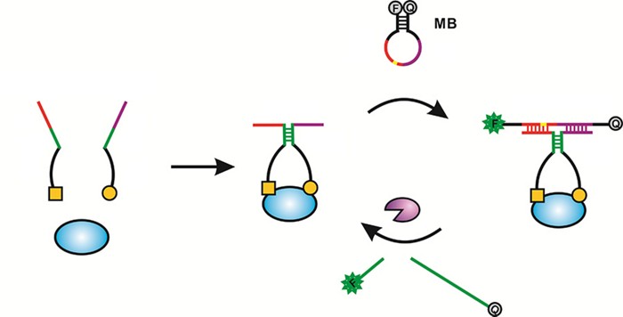 DNA-Trio-Assembles-Detect-Proteins